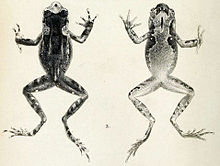 Xenophrys boettgeri (рогата жаба на Boettger) .jpg
