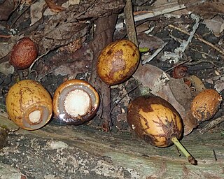 <i>Xylopia vielana</i> Species of tree