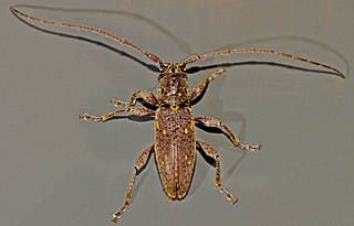 <i>Xylotoles griseus</i> Species of beetle