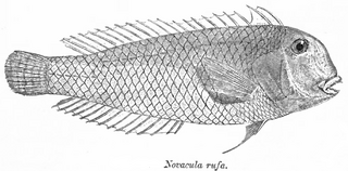 <i>Iniistius cyanifrons</i> Species of fish