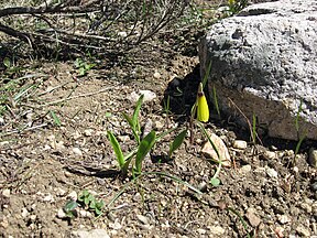 Yellow bells