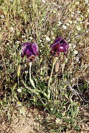 Yeruham-iris-b.JPG