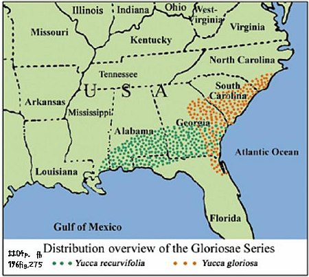 Tập_tin:Yucca_Section_Yucca_Series_Gloriosae_distribution_B.jpg