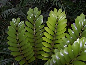 자메이카소철(Zamia pumila)