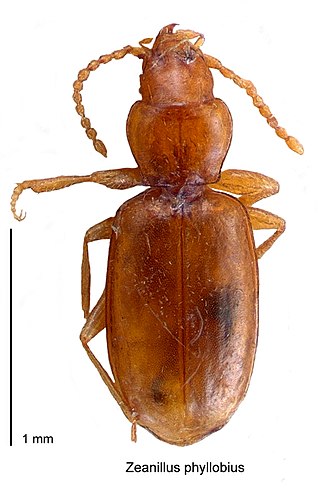 <i>Zeanillus</i> Genus of beetles