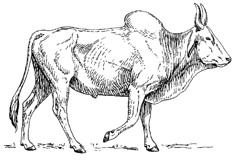 File:Zebu (PSF).png