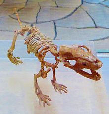 Zhangheotherium quinquecuspidens 3.JPG