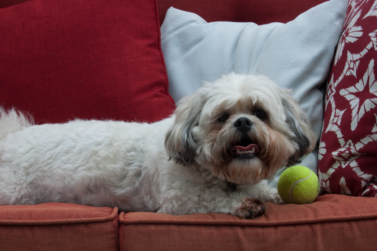 what is a shichon teddy bear