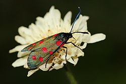 Zygaena dorycnii 62156726.jpg