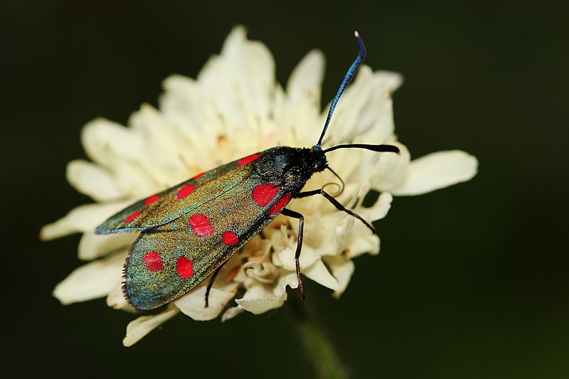 File:Zygaena dorycnii 62156726.jpg