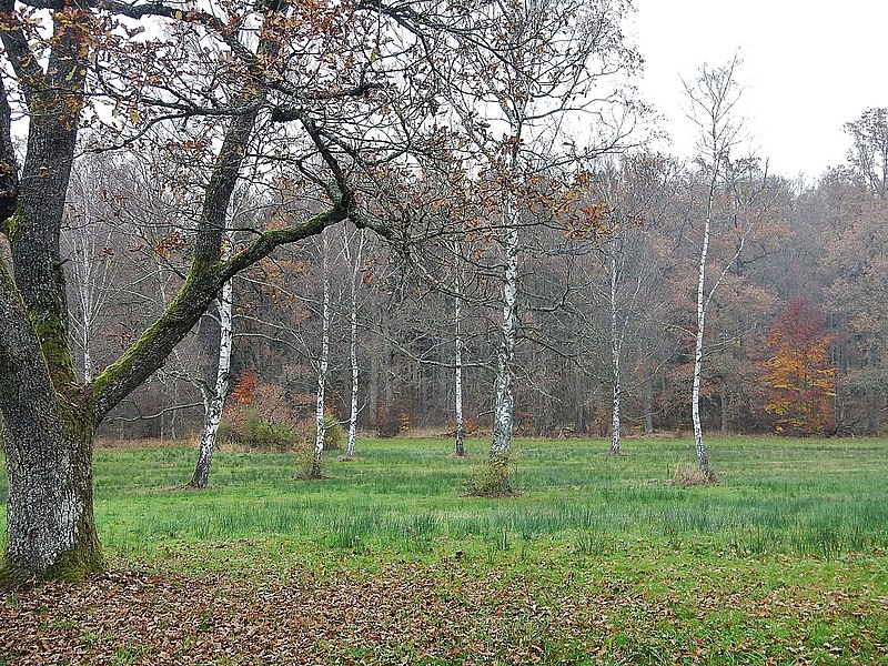 File:"Liegewiese" beim Hölzer See - panoramio.jpg