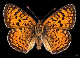 <span class="mw-page-title-main">Aetherie fritillary</span> Species of butterfly