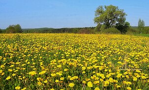 Весна на берегах Ворскли в Гетьманському парку