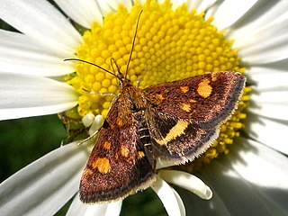 <i>Pyrausta falcatalis</i> Species of moth