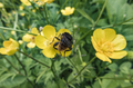 * Nomination A bee on a buttercup in the park of Pushchino estate, Moscow region --Никонико962 09:00, 14 June 2022 (UTC) * Promotion Good photo, but too much noise. Can you reduce the noise? --Steindy 09:34, 14 June 2022 (UTC) Done. --Никонико962 10:56, 14 June 2022 (UTC)  Support Good quality. --Steindy 22:20, 20 June 2022 (UTC)