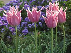 Pink Tulips