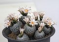 Xian Ren Zhang -Jing Qiao Dian Turbinicarpus pseudopectinatus -Xiang Gang Hua Zhan Hong Kong Flower Show- (9229861042).jpg