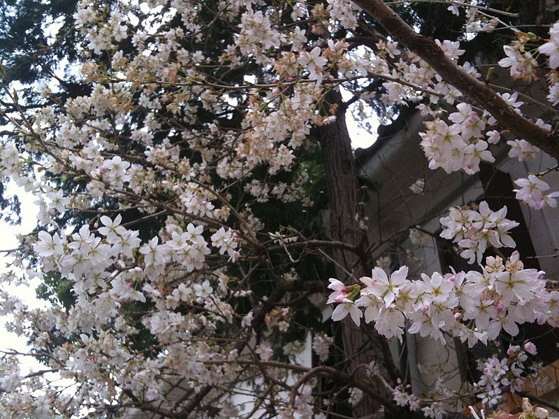 File:香川県善通寺市善通寺 - panoramio (11).jpg