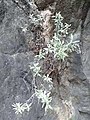 生长在岩壁上的香青，摄于云南巴拉格宗自然生态园区，中国。
