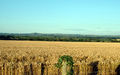 Field in Marnhull (on Arable land, Cereal)