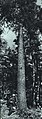 1964-05 1964年 孟昭貴用油鋸伐木