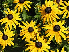 Description de l'image 2006-07-25 Rudbeckia fulgida2.JPG.