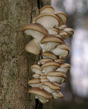 A cluster of young fruiting bodies of the oyster mushroom (Pleurotus ostreatus)