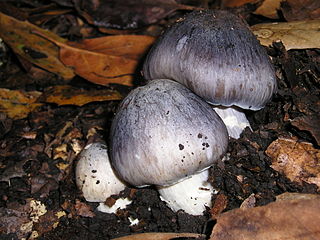 <i>Entoloma bloxamii</i> Species of fungus