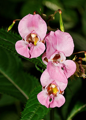 Impatiens glandulifera