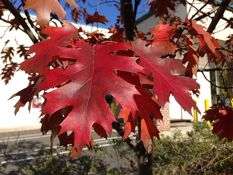 File:2014-10-30 10 49 37 Red Oak foliage during autumn on Farrell Avenue in Ewing, New Jersey.JPG