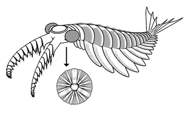 Outdated reconstruction of Anomalocaris canadensis (2014) アノマロカリス・カナデンシスの旧復元（2014年）