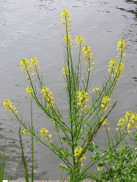 File:20170511Barbarea vulgaris1.jpg