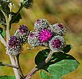 Filz-Klette (Wollkopf-Klette) - Arctium tomentosum