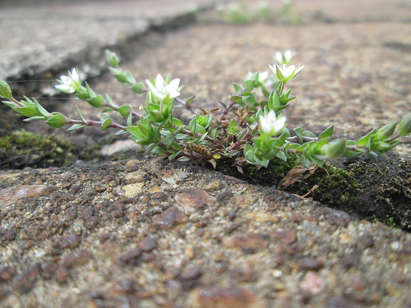 File:20190429Arenaria serpyllifolia3.jpg