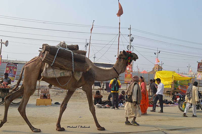 File:2019 Jan 16 - Prayagraj Kumbh Mela - Carrying Wood Via Camel.jpg