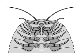 Structures ventrales de la région antérieure de Cheloniellon calmani montrant la différenciation des appendices.