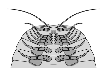 Ventral structures of the anterior region of Cheloniellon calmani, showing differentiation between appendages.