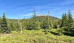 Skog i Nationalpark Bayerischer Wald på berget Lusen (1373 mö.h., i bakgrunden). Många av de granar som fanns här dog på 1990-talet på grund av granbarkborre, en skalbaggsart. Sedan dess har skogen föryngrats naturligt utan mänskligt inflytande.