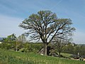 Oak tree in Nebory