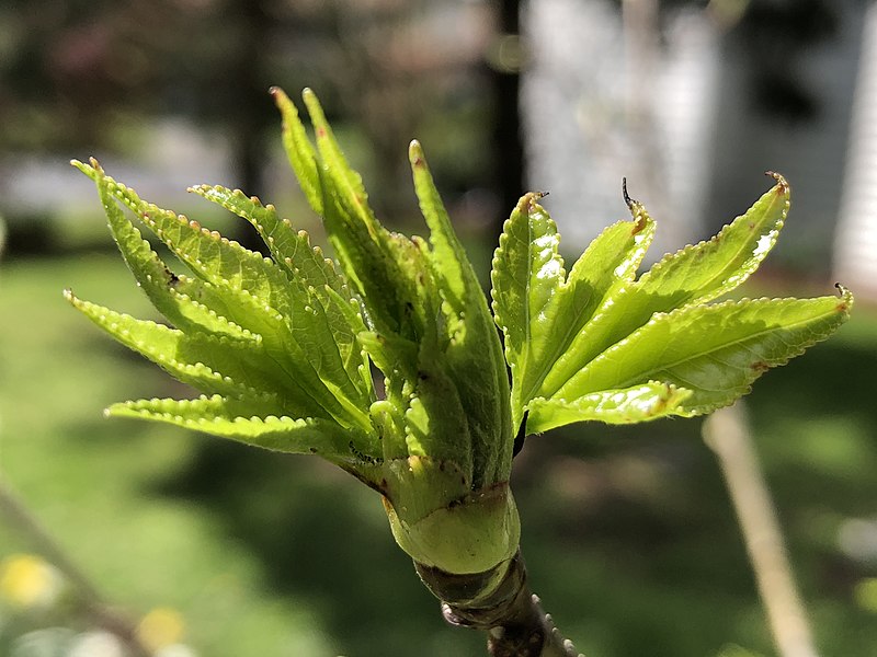 File:2021-04-11 11 41 25 New leaves in spring on a Sweet Gum along Tranquility Court in the Franklin Farm section of Oak Hill, Fairfax County, Virginia.jpg