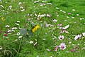 bloemrijke randen Wildveld