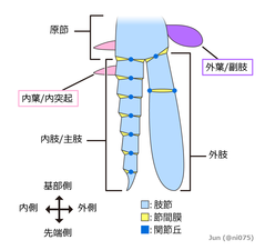 二叉型関節肢（外部形態）