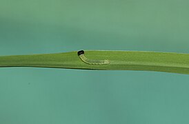 2nd instar caterpillar