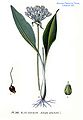 Allium ursinum plate in: Atlas des plantes de France (1891)
