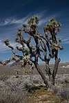 Joshua tree