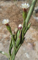 Miniatura para Aster squamatus