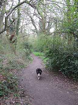 A Path through the Woodland on Bookham Common - geograph.org.uk - 1236861