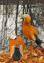 Thumbnail for Ruddy shelduck