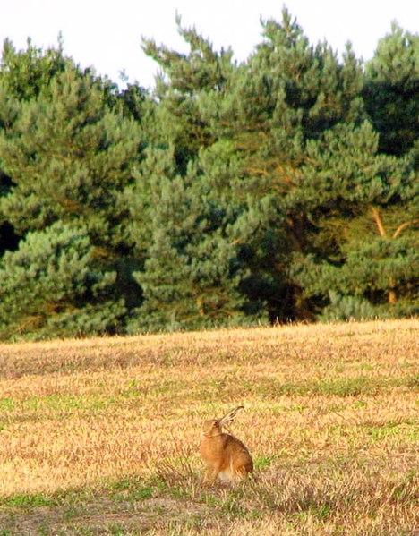 File:A hare enjoying the evening sunshine - geograph.org.uk - 1391792.jpg