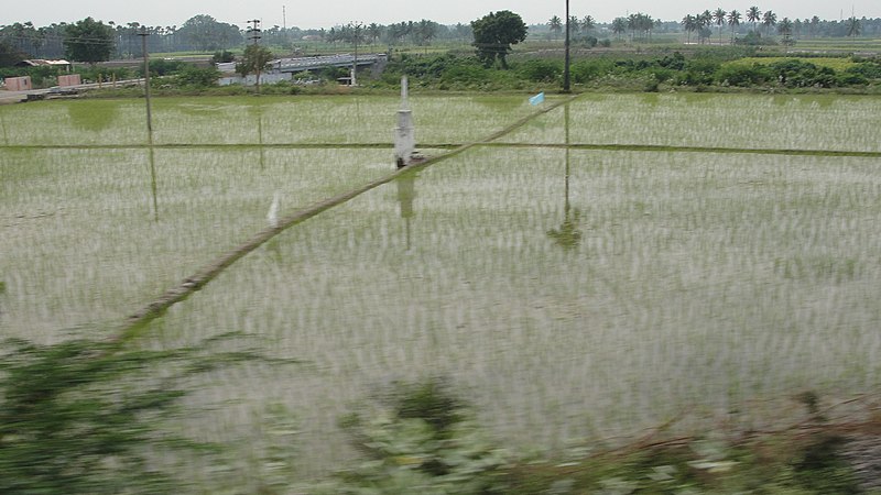 File:A paddy field (2).JPG